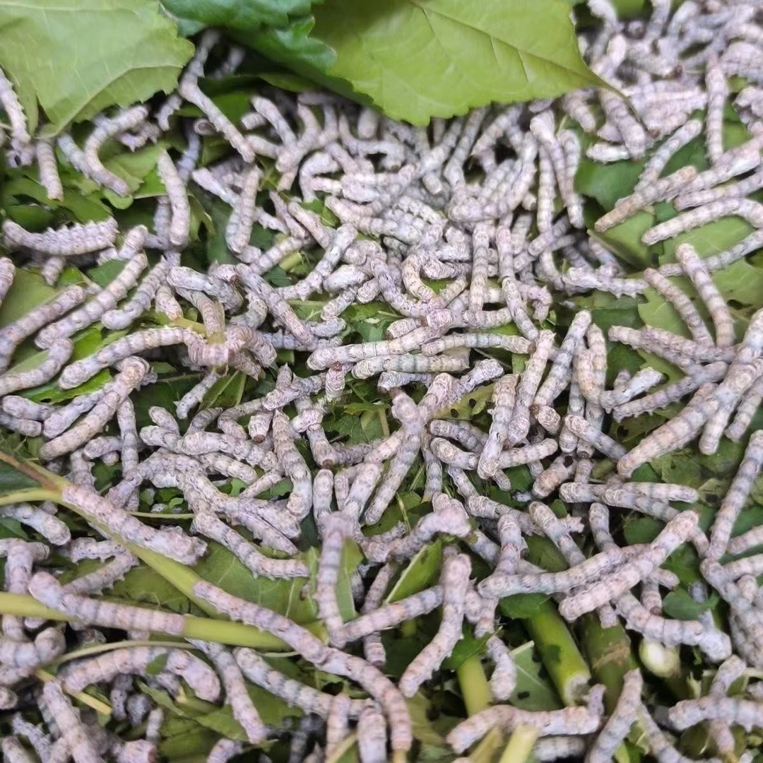 蚕宝宝批发活体金丝白蚕幼蚕学生养蚕套装蝉春蚕1龄3龄蚕卵送桑叶