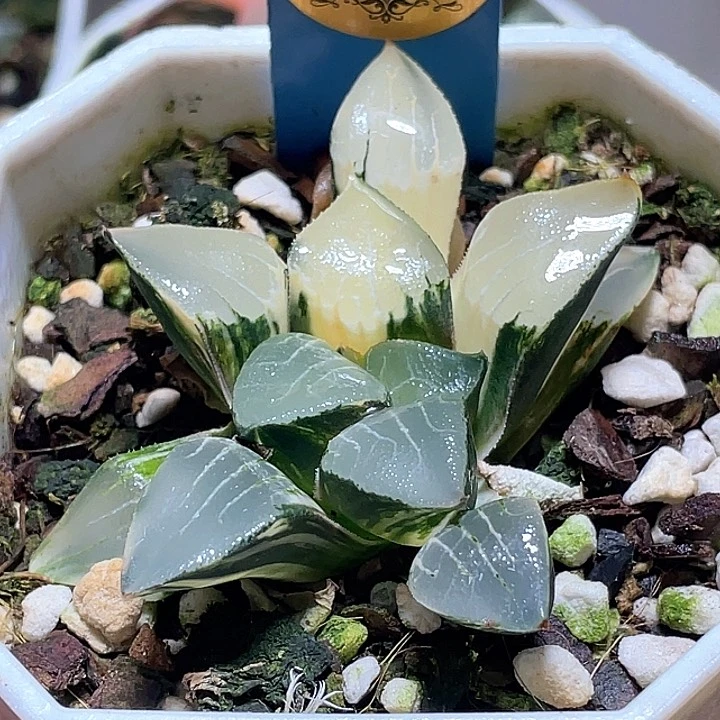 632花影錦一物一拍