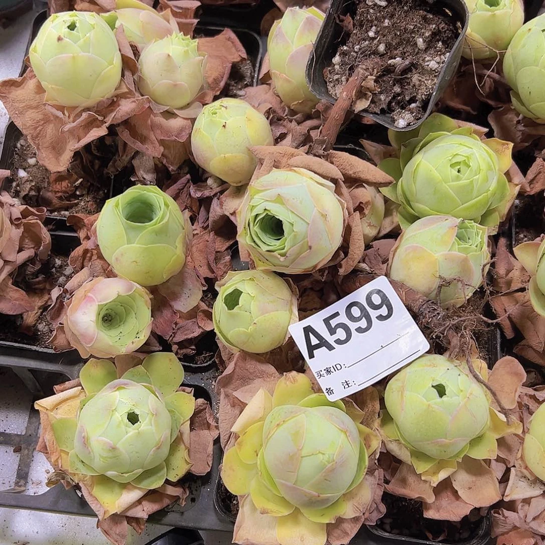 599桃帕4个19包邮