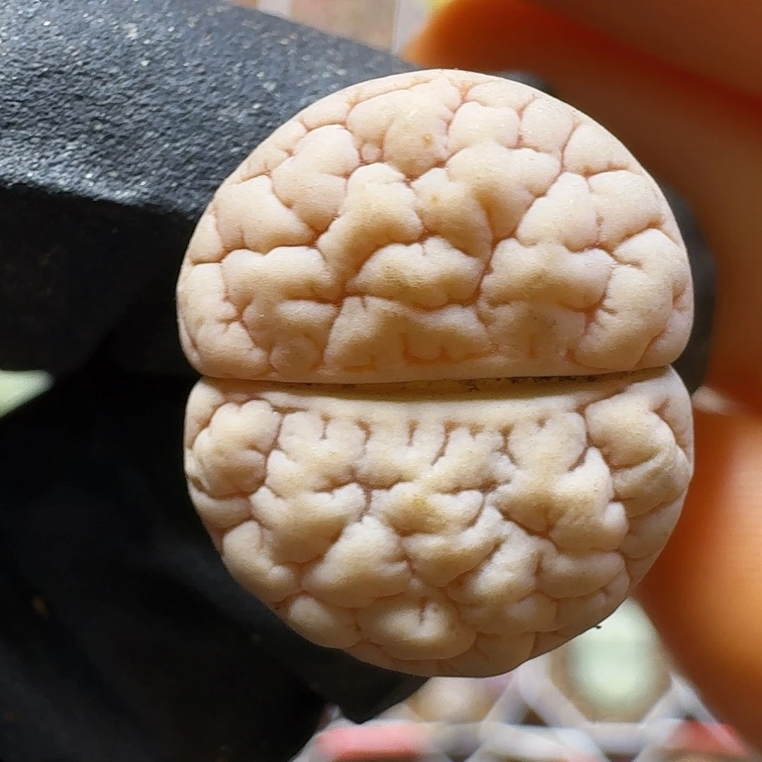 生石花233:/。  175号