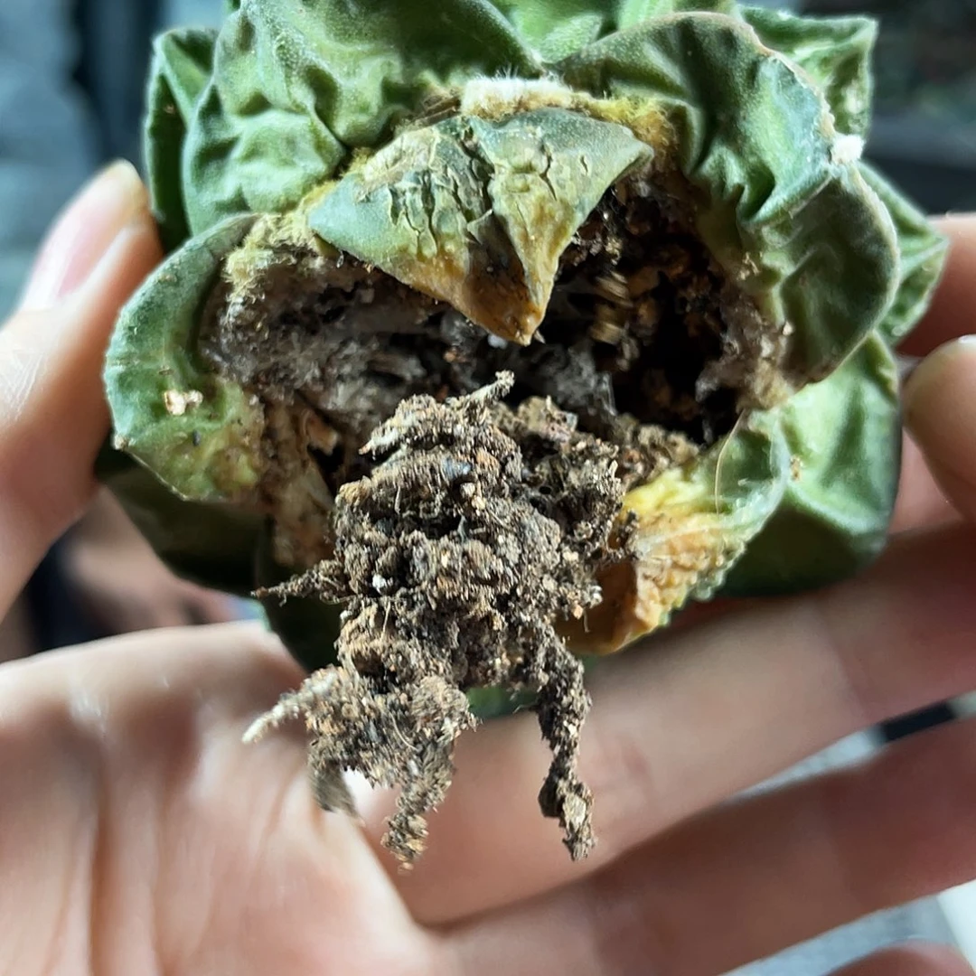 39号8cm志贺科技根