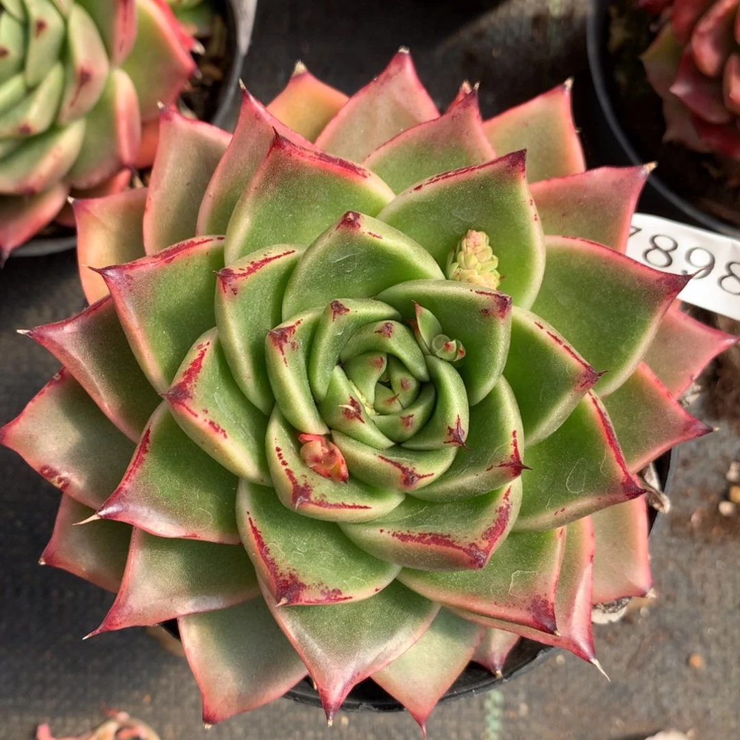 7898新年快乐发发发