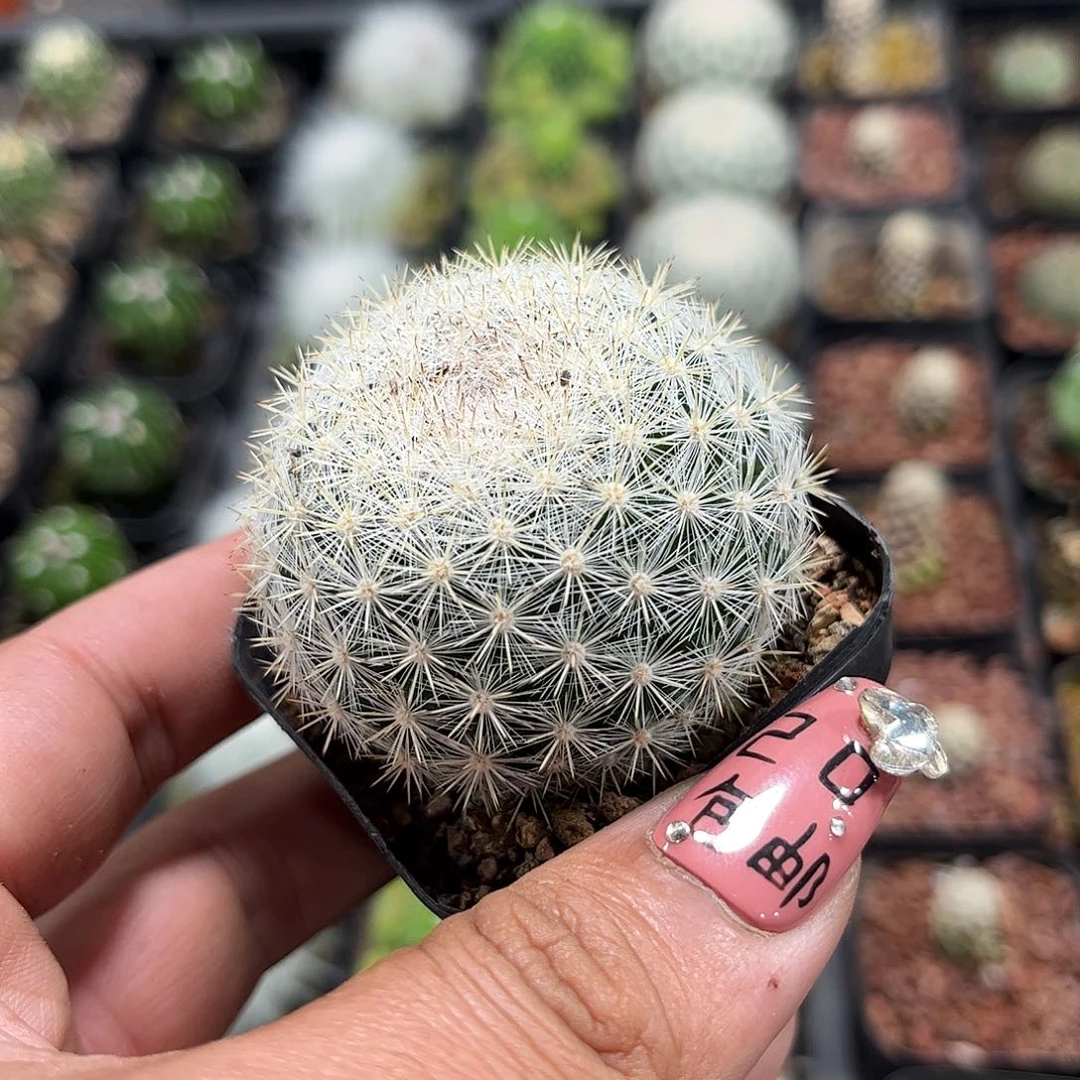 满月单头发货单头发