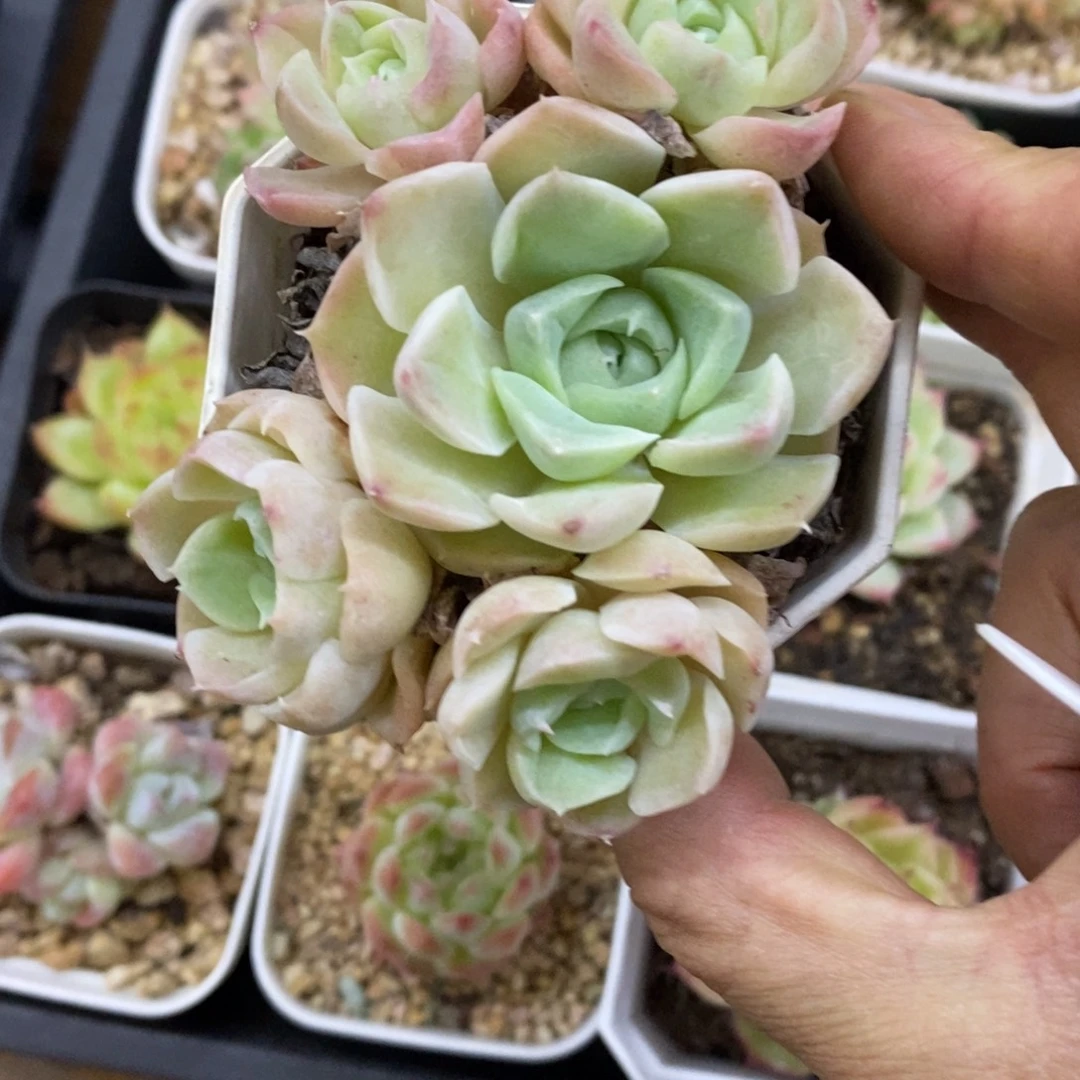 精品多肉一物一拍不包整48