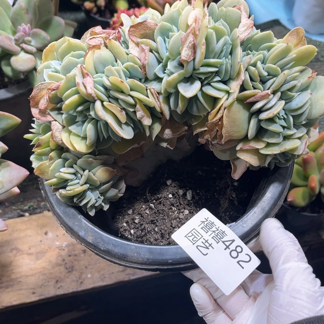 482凤杂缀多肉植物……