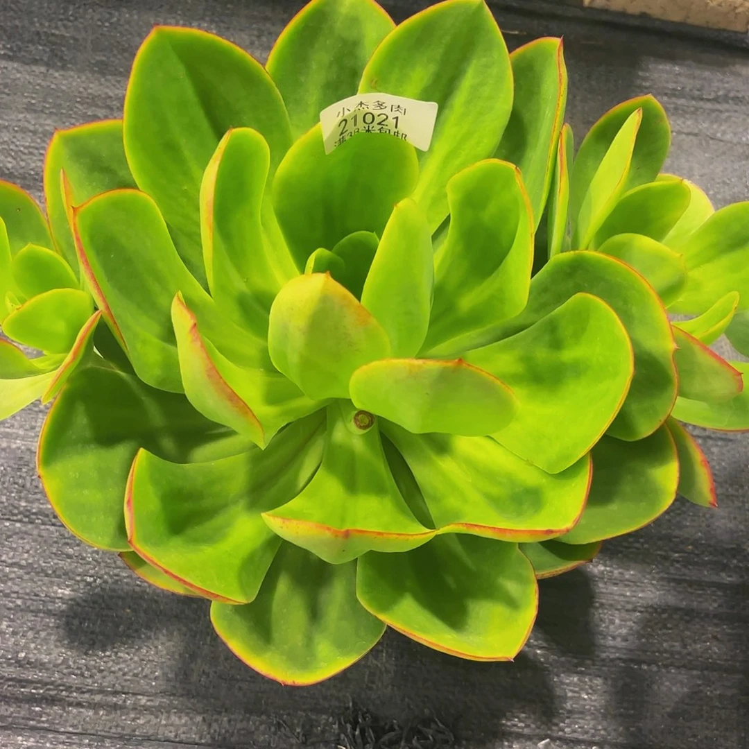 秋*红凌包茶21021