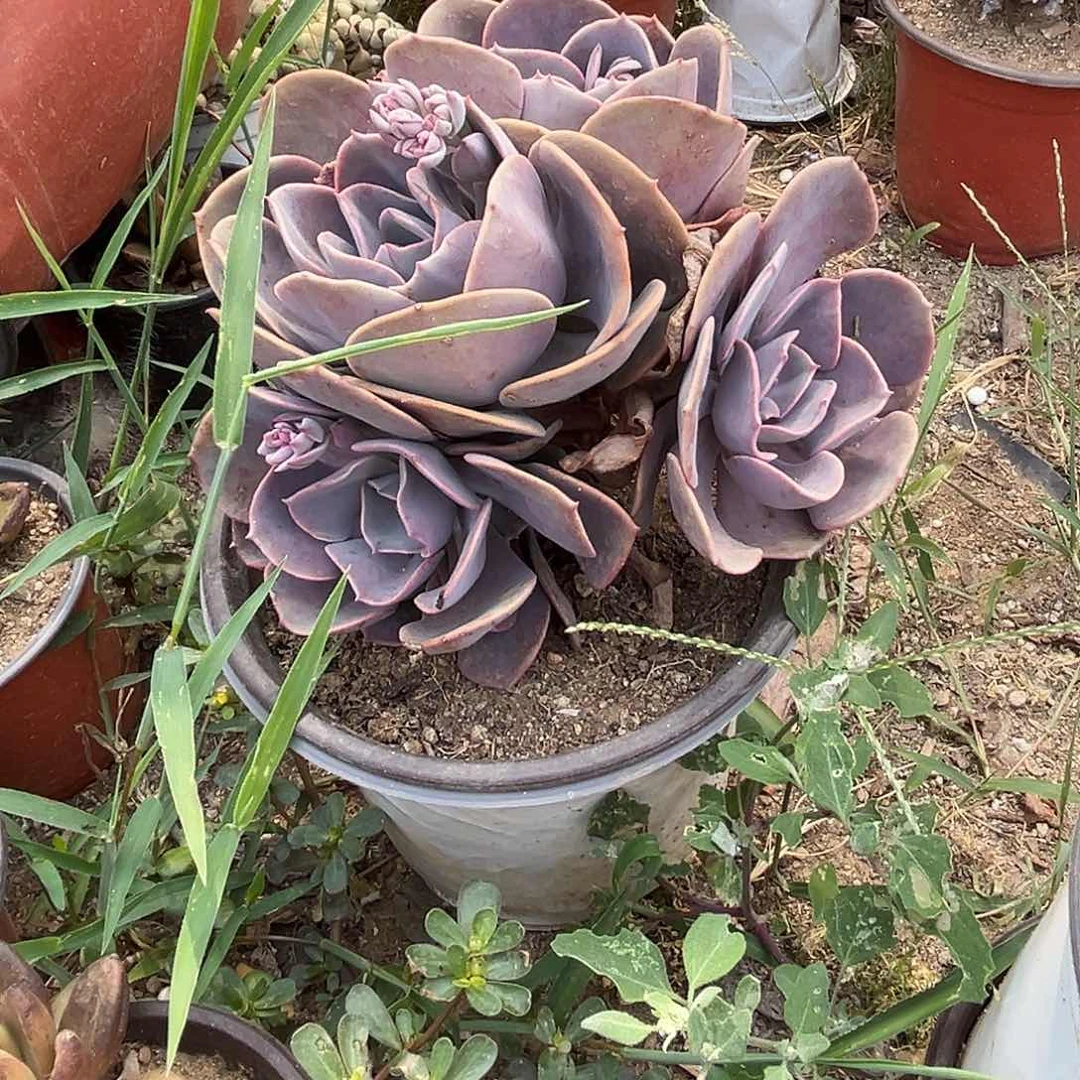 多肉植物多肉植物