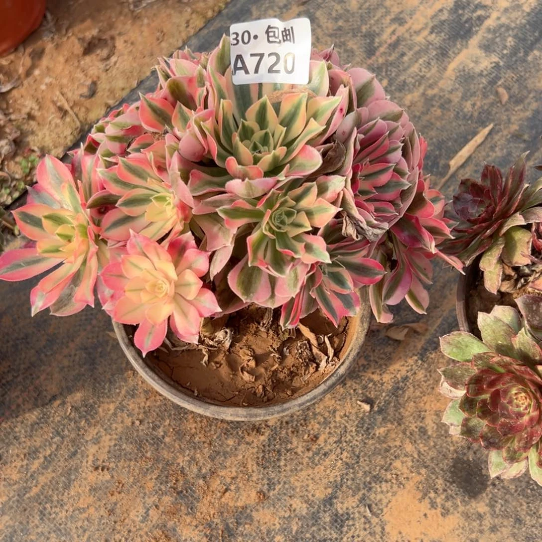 720瑕疵处理女巫多肉侧枝不包