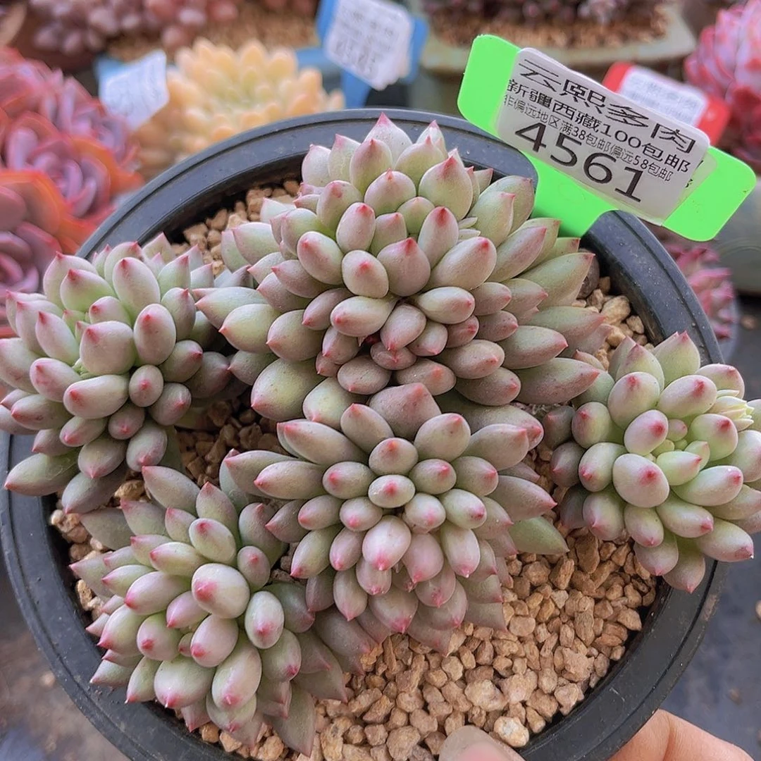 4561岩字美人多肉植物