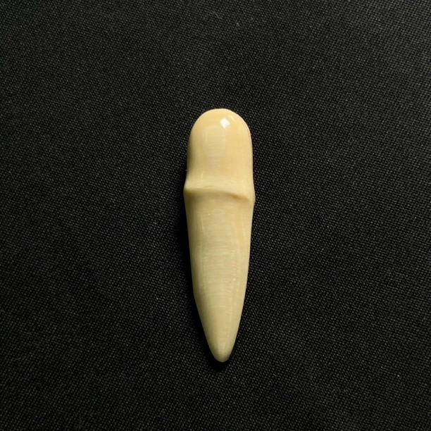 PJH11 猛犸虎形牙尖 只做天然猛犸牙