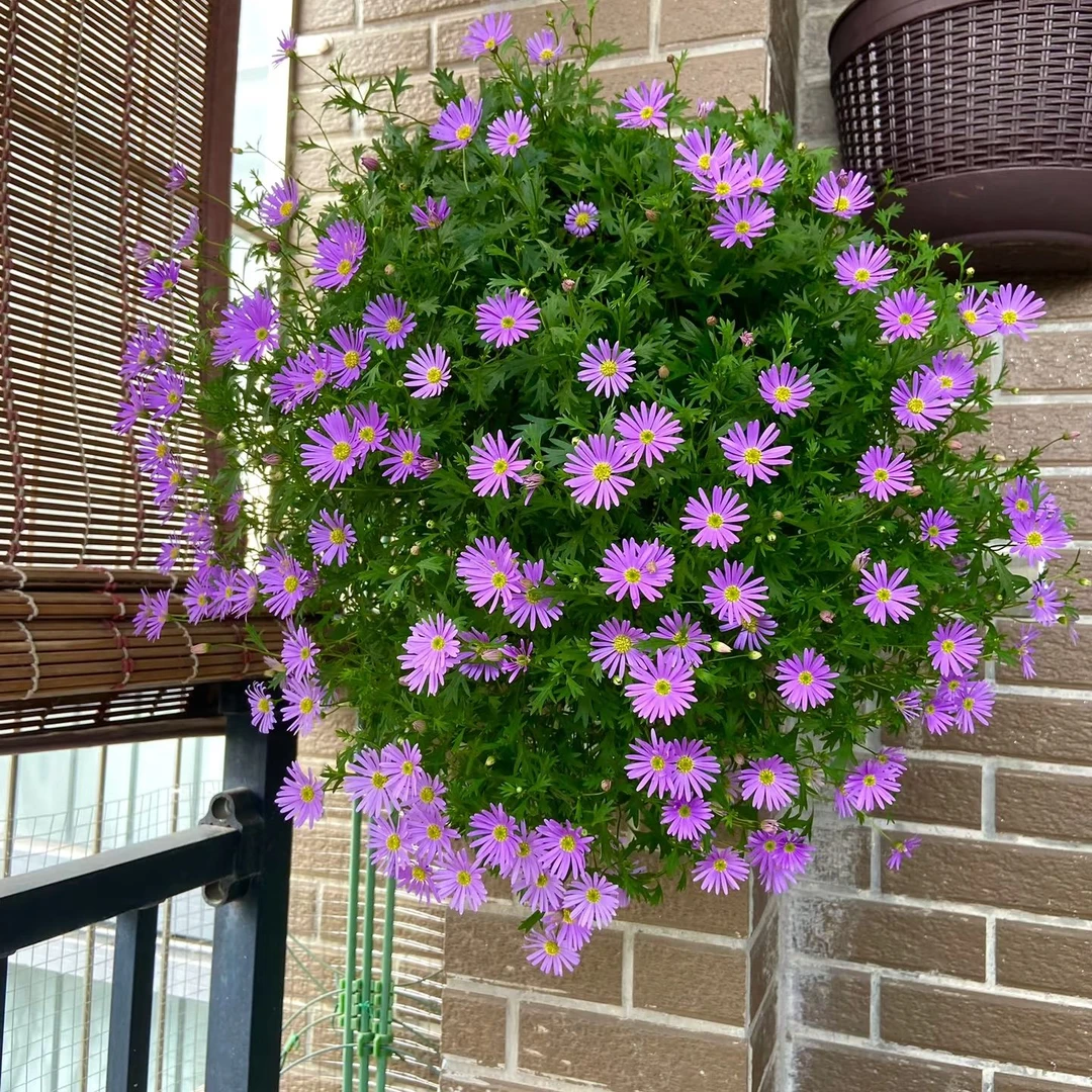 多年生易爆盆姬小菊盆栽庭院阳台开花机器花卉净化空气室内植物