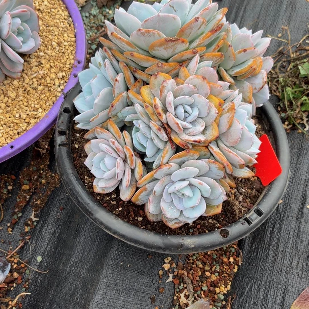 ****࿐哈哈哈哈哈哈哈宝贝宝贝哈哈姐姐会比较好