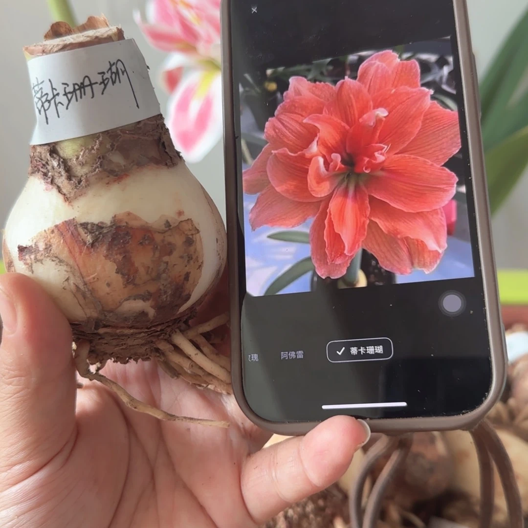 当前无花栽培后可以开花