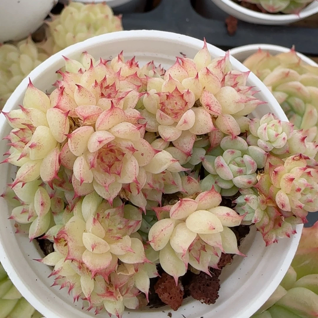 花语逸境0222-141散