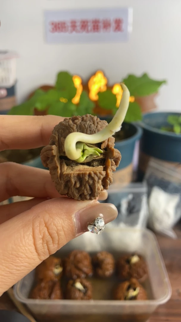 磨盘宫灯官帽文玩核桃发芽