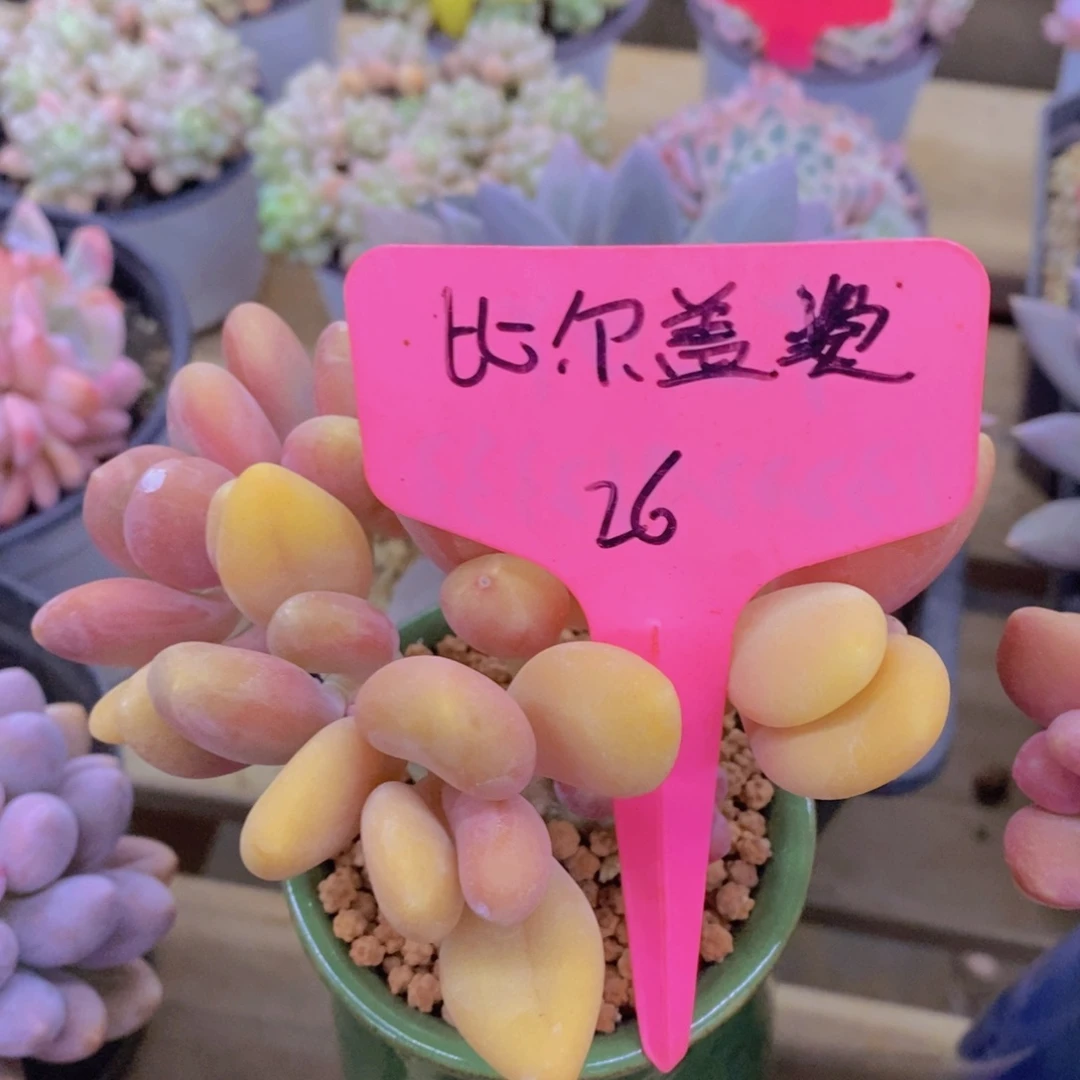 开心多肉，首播2欢迎