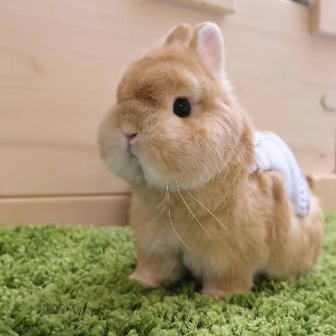 小型侏儒兔活体可爱不咬人适合小孩养的宠物兔