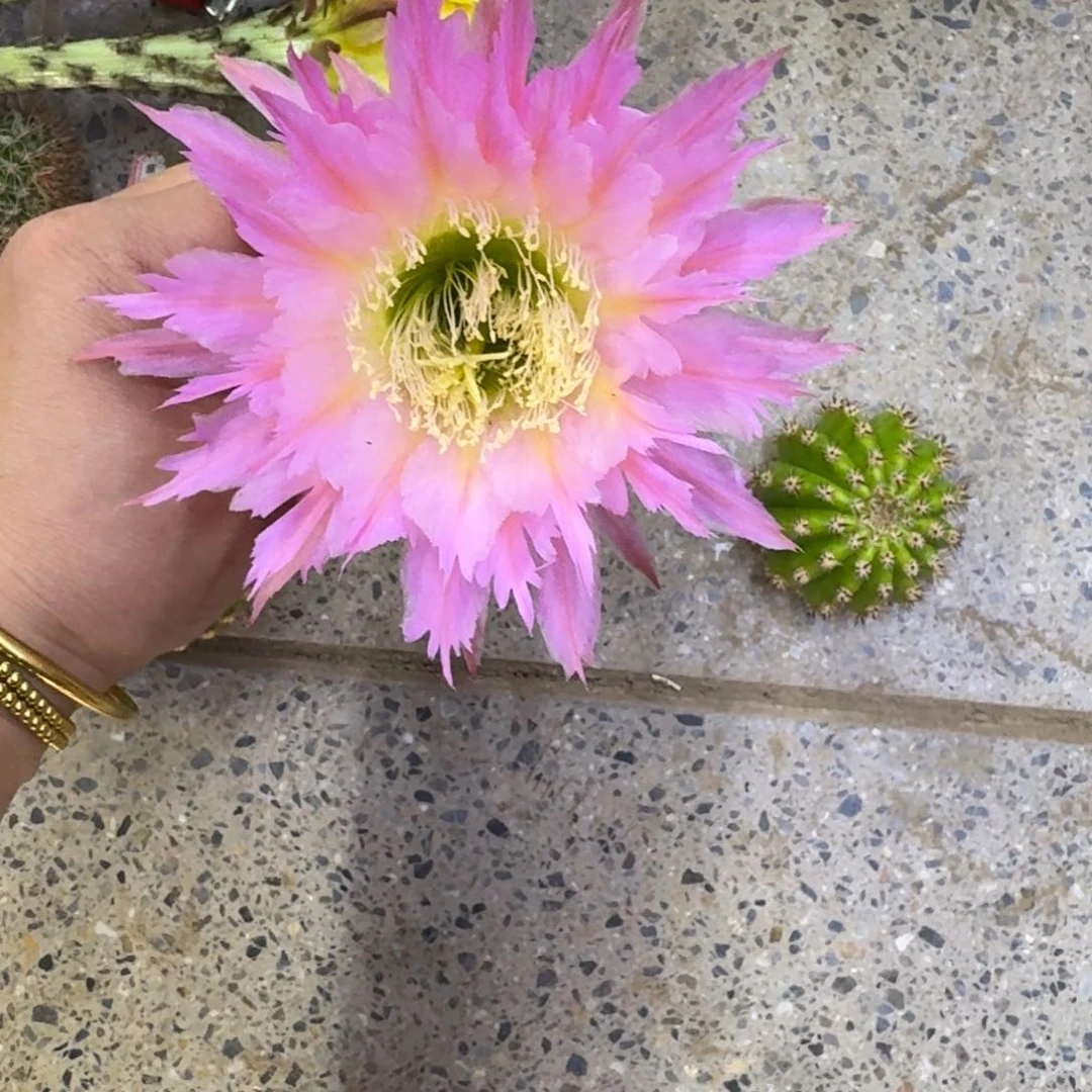 300毛紫薇星歪无根侧牙4公分左右，20包邮