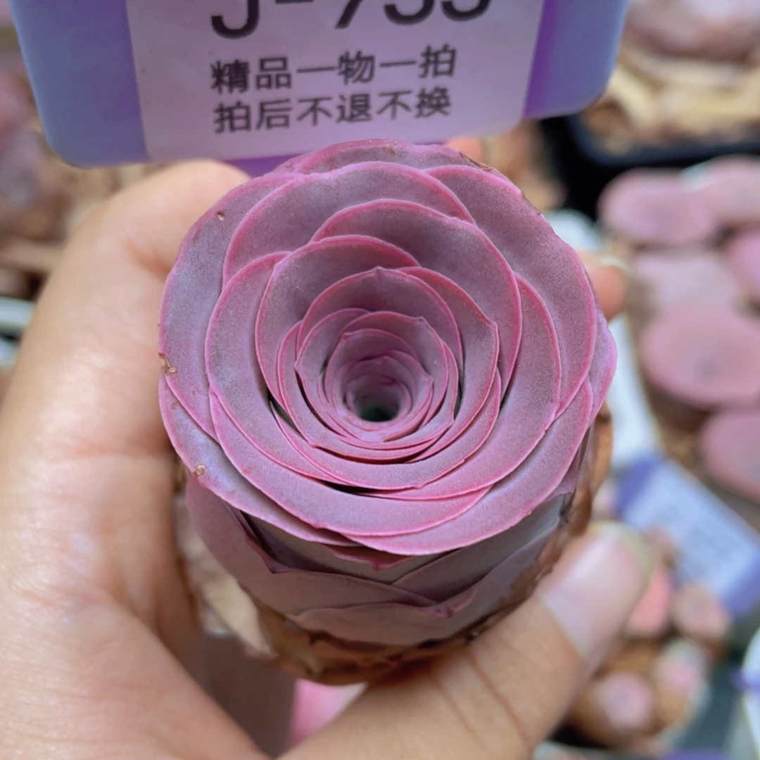 山地玫瑰J733满38包邮裸根发货不售后