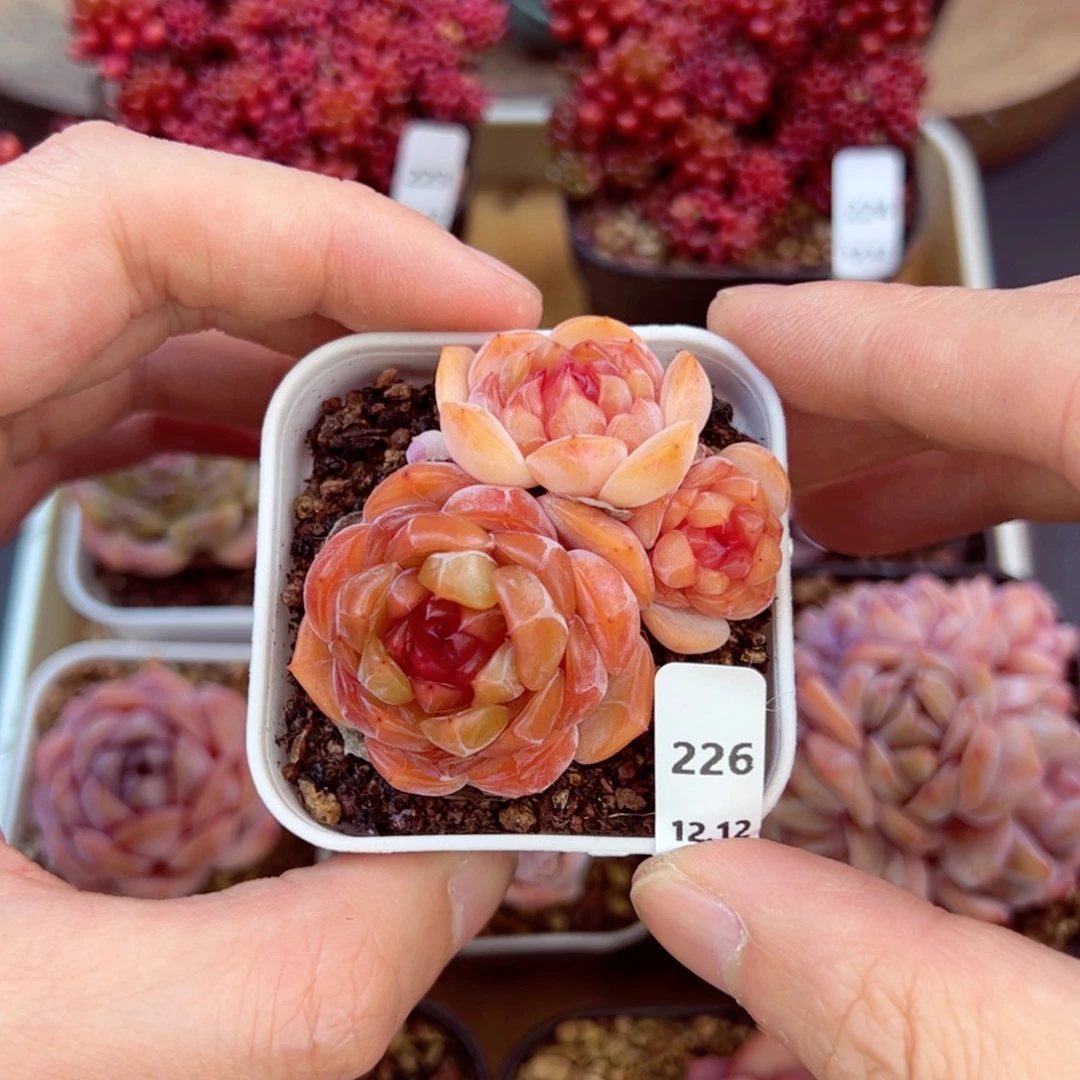 好好看226、哈哈哈哈