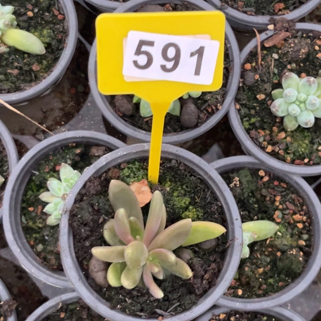 多肉植物八爪鱼591