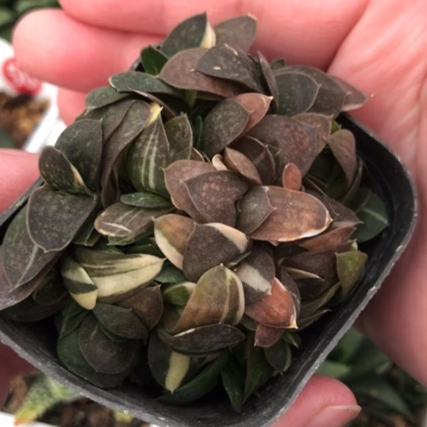 子宝锦群带盆发货哈哈哈哈