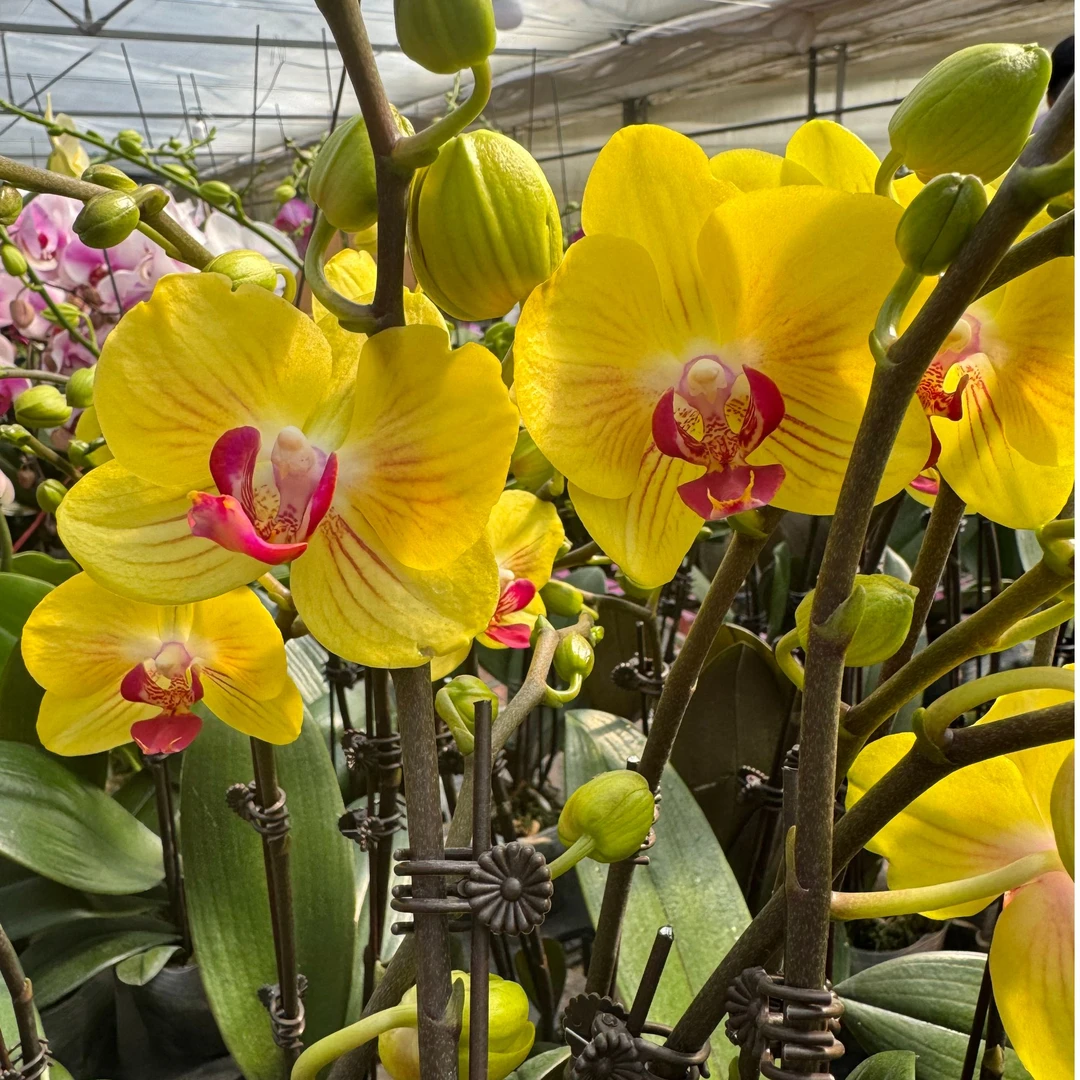 蝴蝶兰 金公主3.0寸杯 单花剑带花带花苞