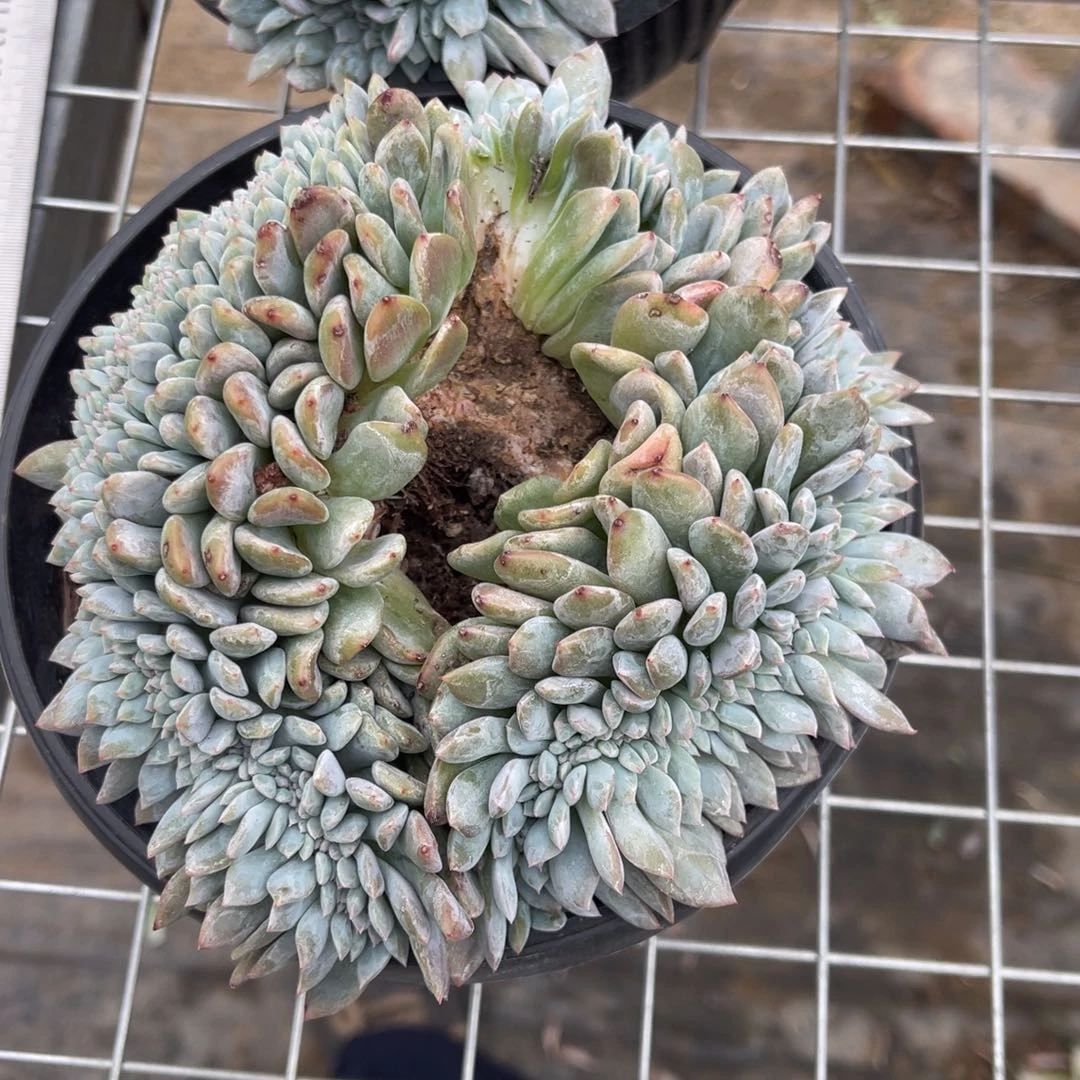 微瑕11111111111111