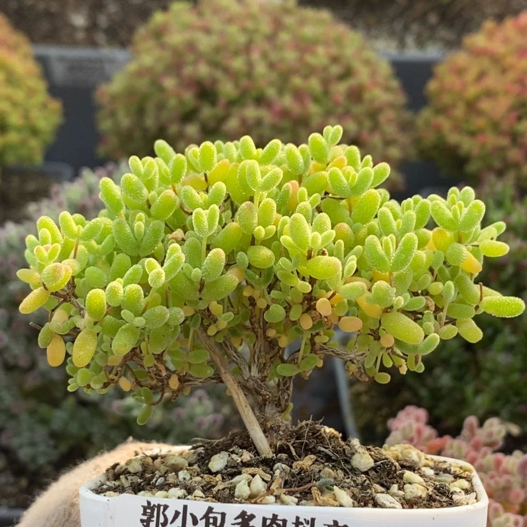 蜜橘糖球6142枝干番杏