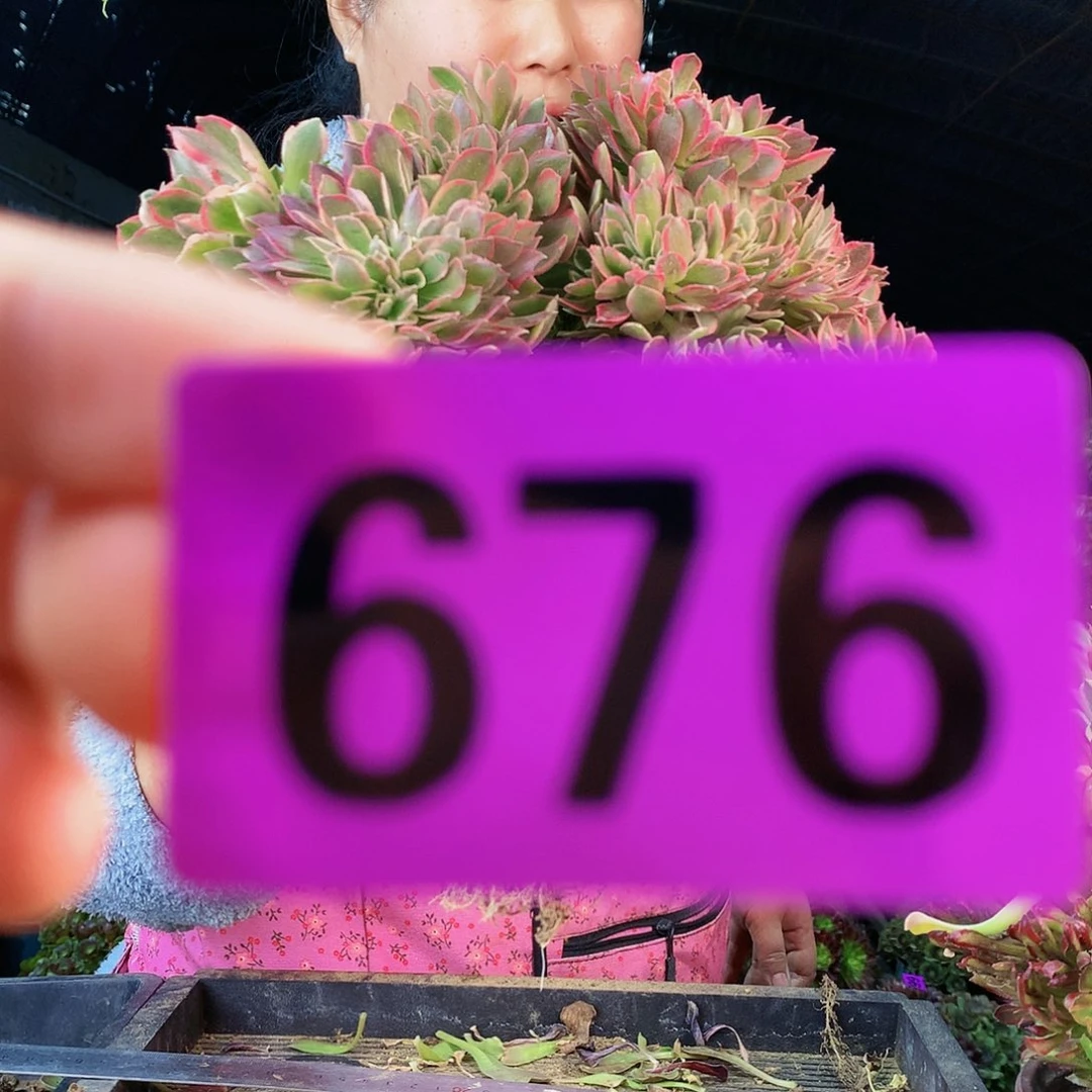 ssssssssssssssss676