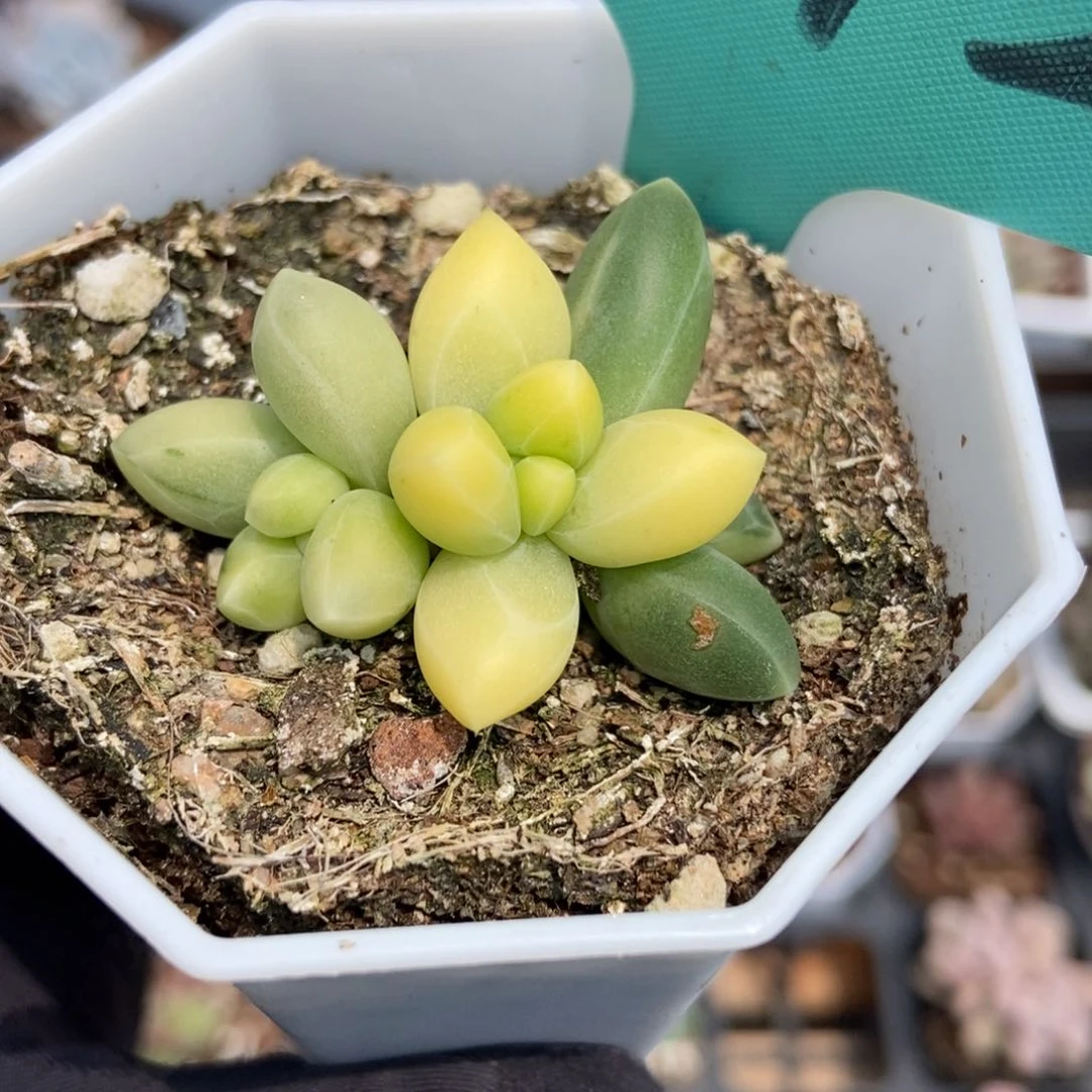 1542千代田锦多肉植物保护