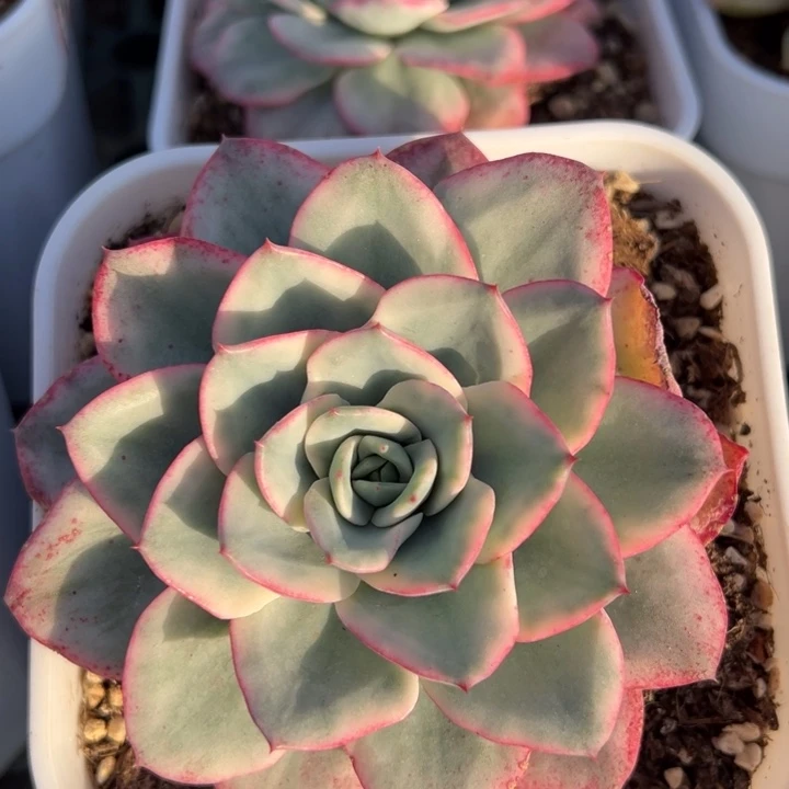 奶油黄桃锦一物一拍锦龙