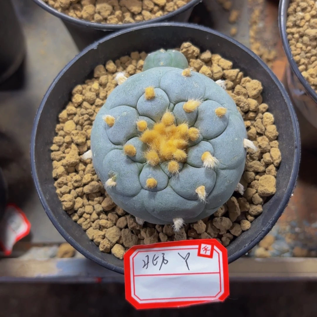 北方专拍。            y。