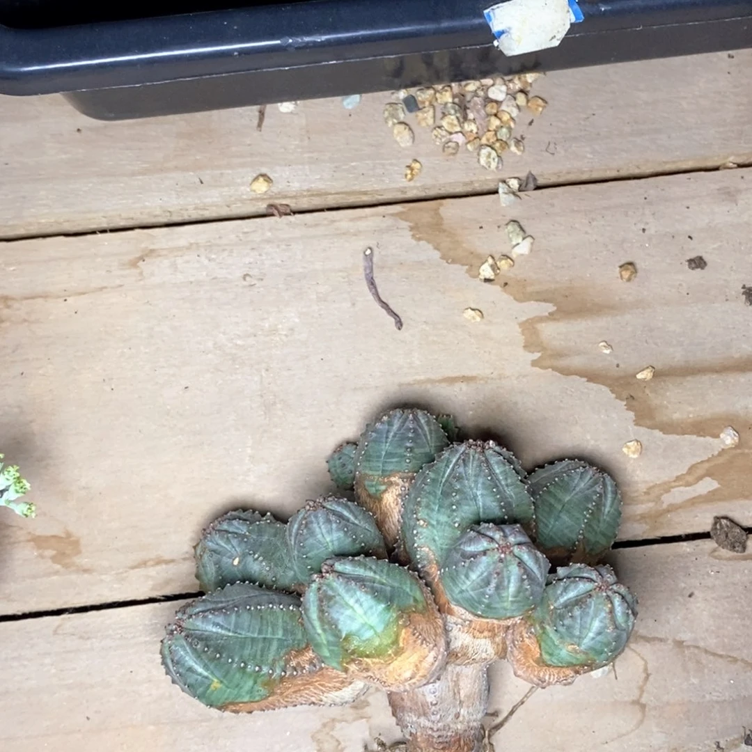 欧系布纹球群一物一拍特价