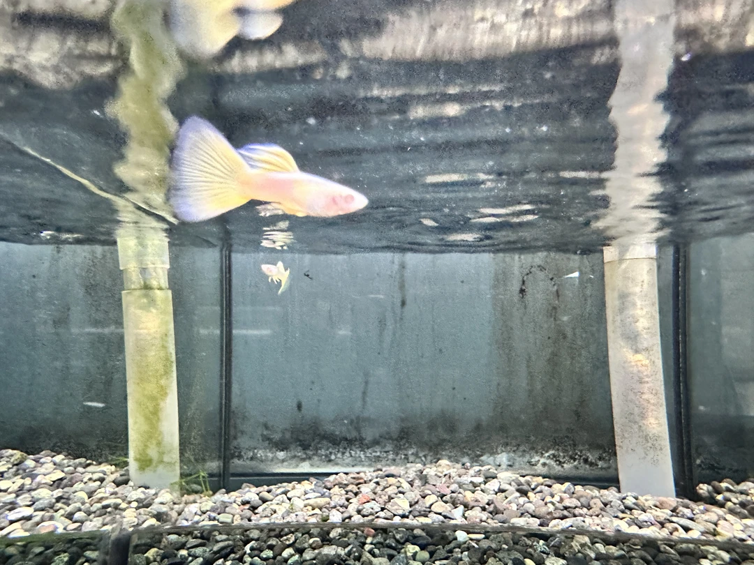 精品孔雀鱼极彩孔雀鱼