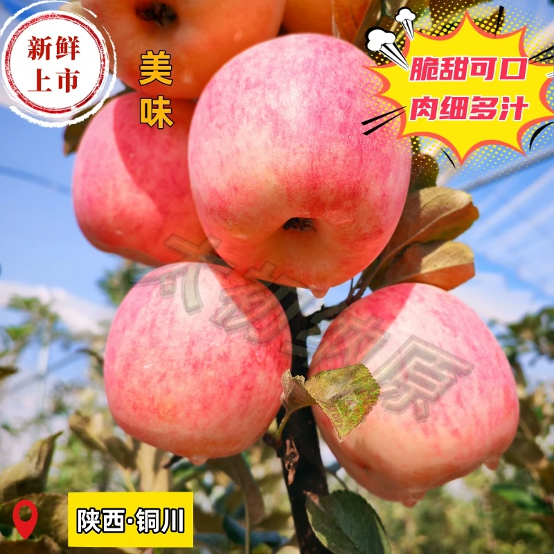 2025年新鲜采摘晚熟苹果 美味 脆甜多汁产地直发
