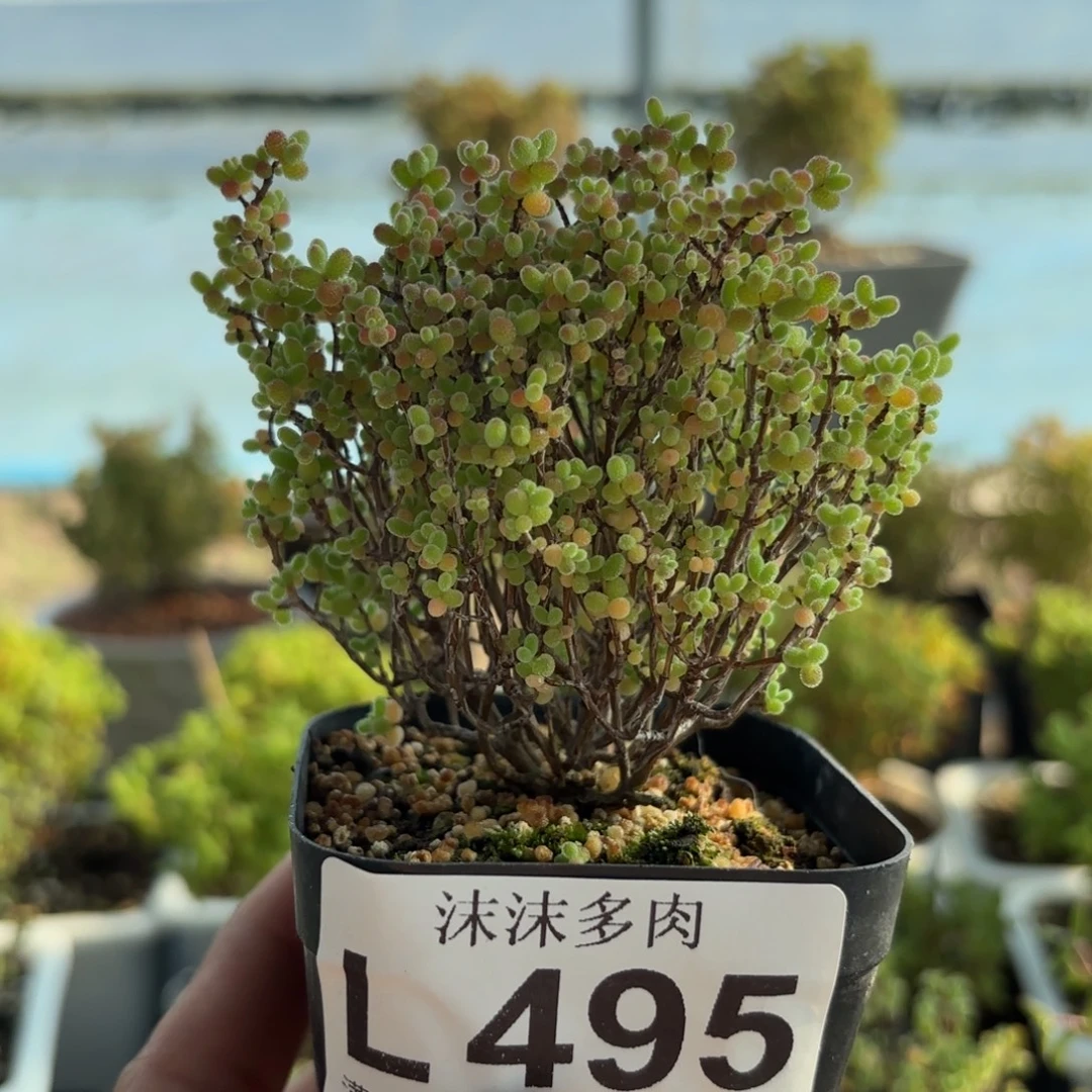 南***一495精控蜜橘糖球福利