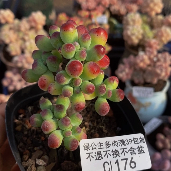 乙女心5cm176多肉植物