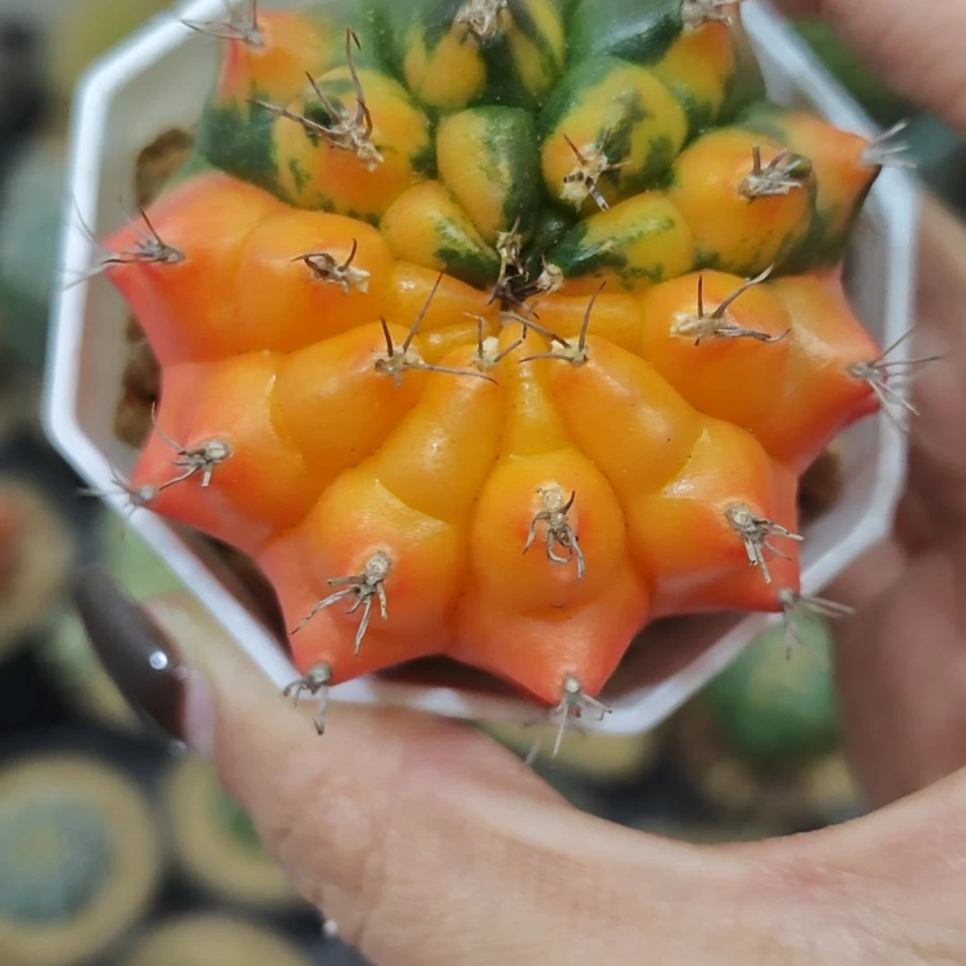 实生根龟甲牡丹锦仙人球