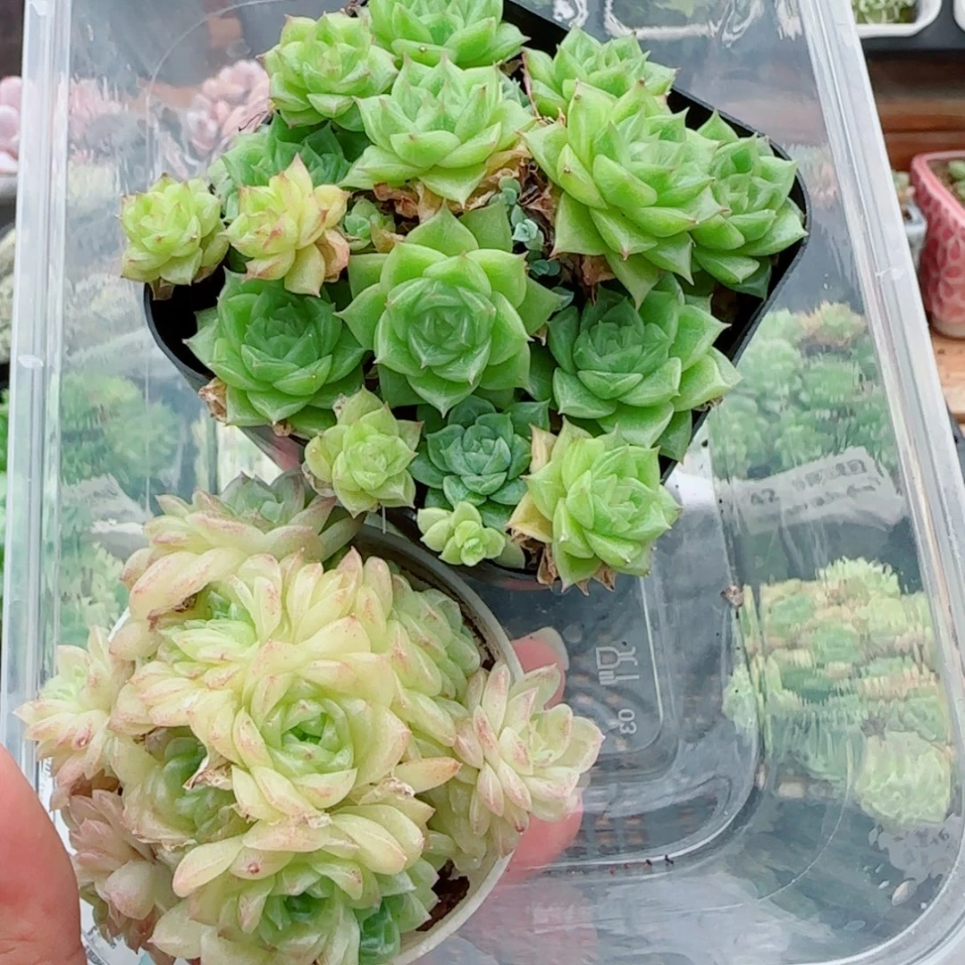 ****茶花语逸镜0924-145两个散