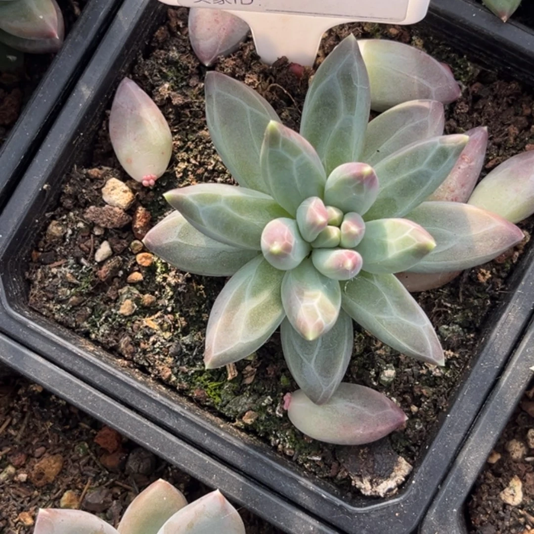 暗纹系多肉植物739