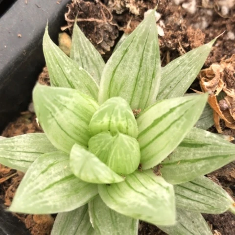 玉露锦多肉植物盆栽