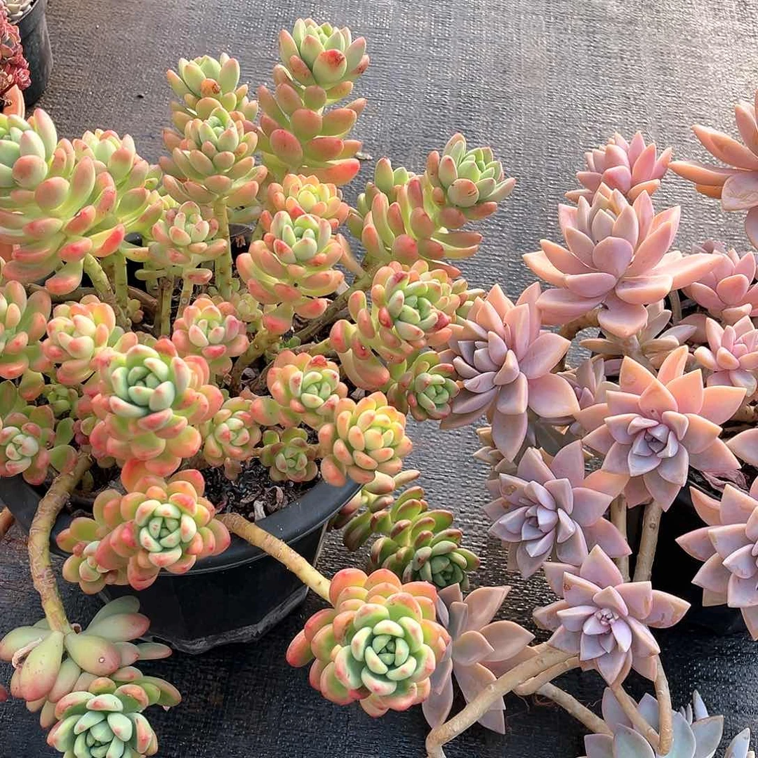 香格十紫雾群21020