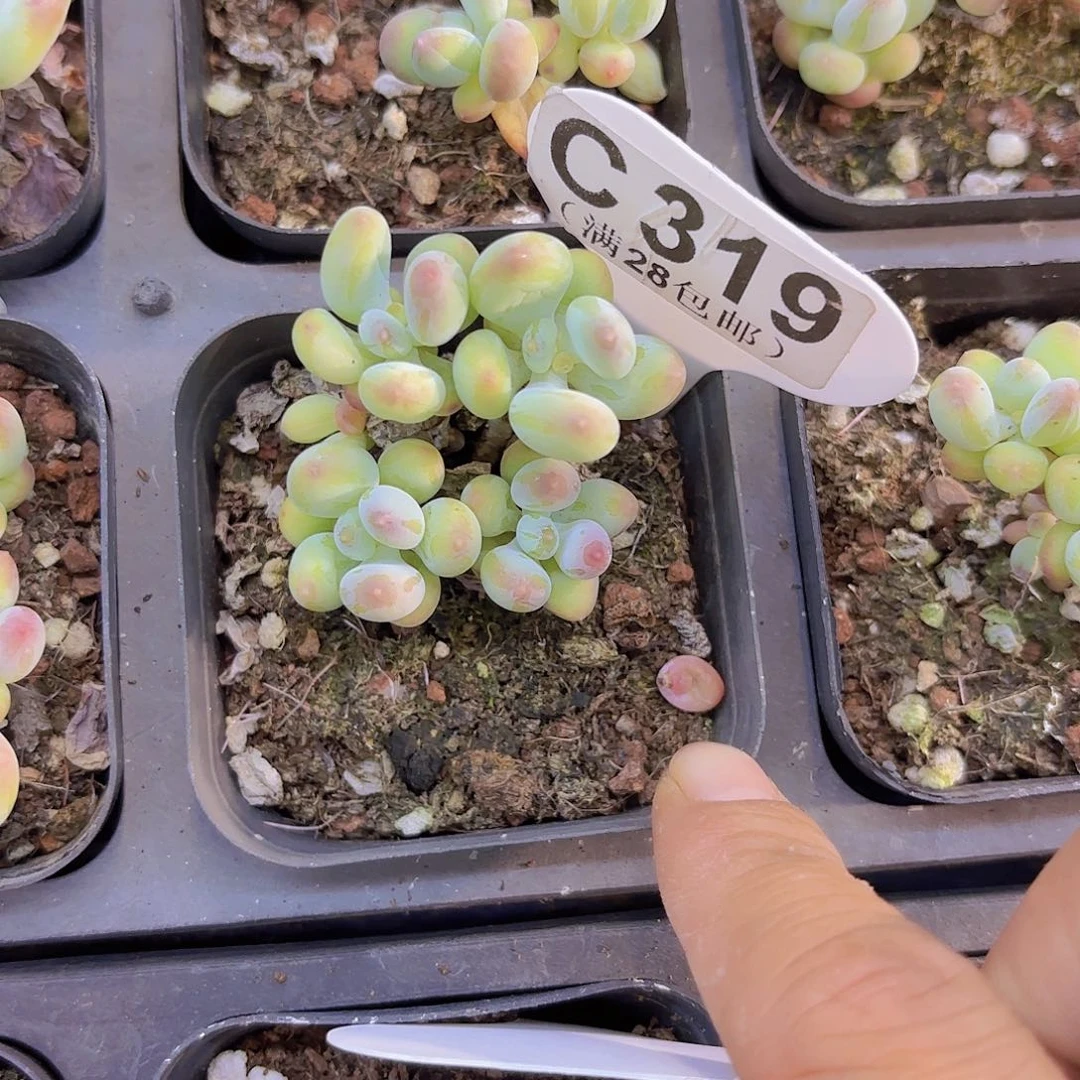 C319苹果奶一物一拍