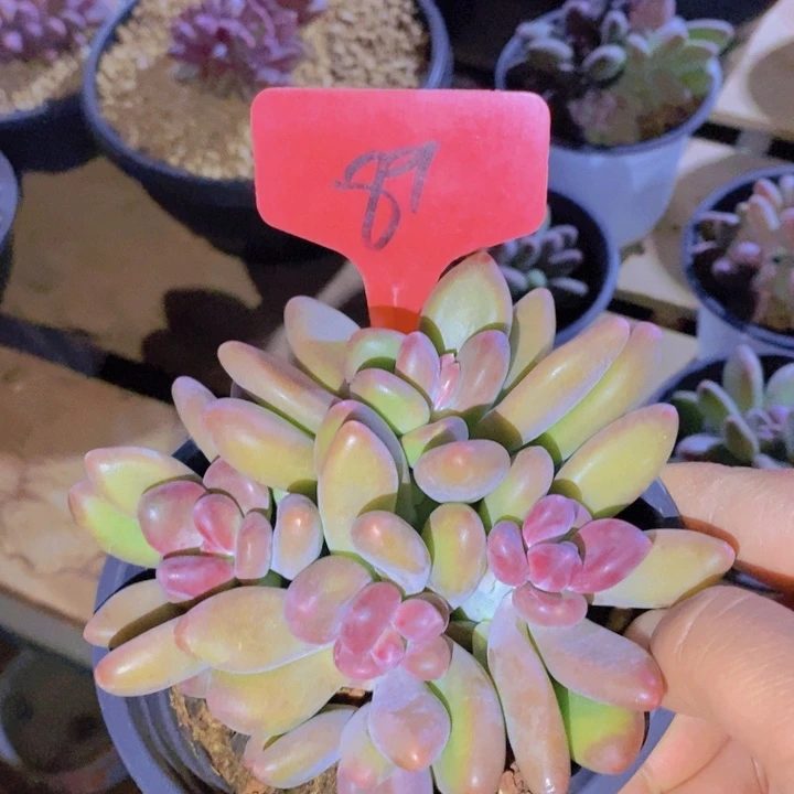 是吗不说实话就说