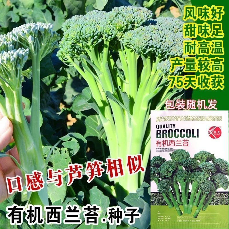 西兰苔种子耐高温耐寒适合秋冬季种植的蔬菜种子