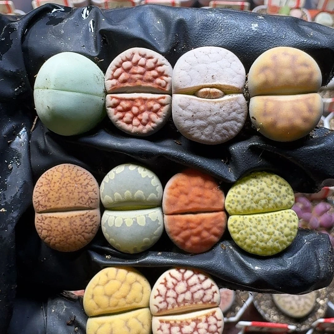 行***丷生石花111222。  239