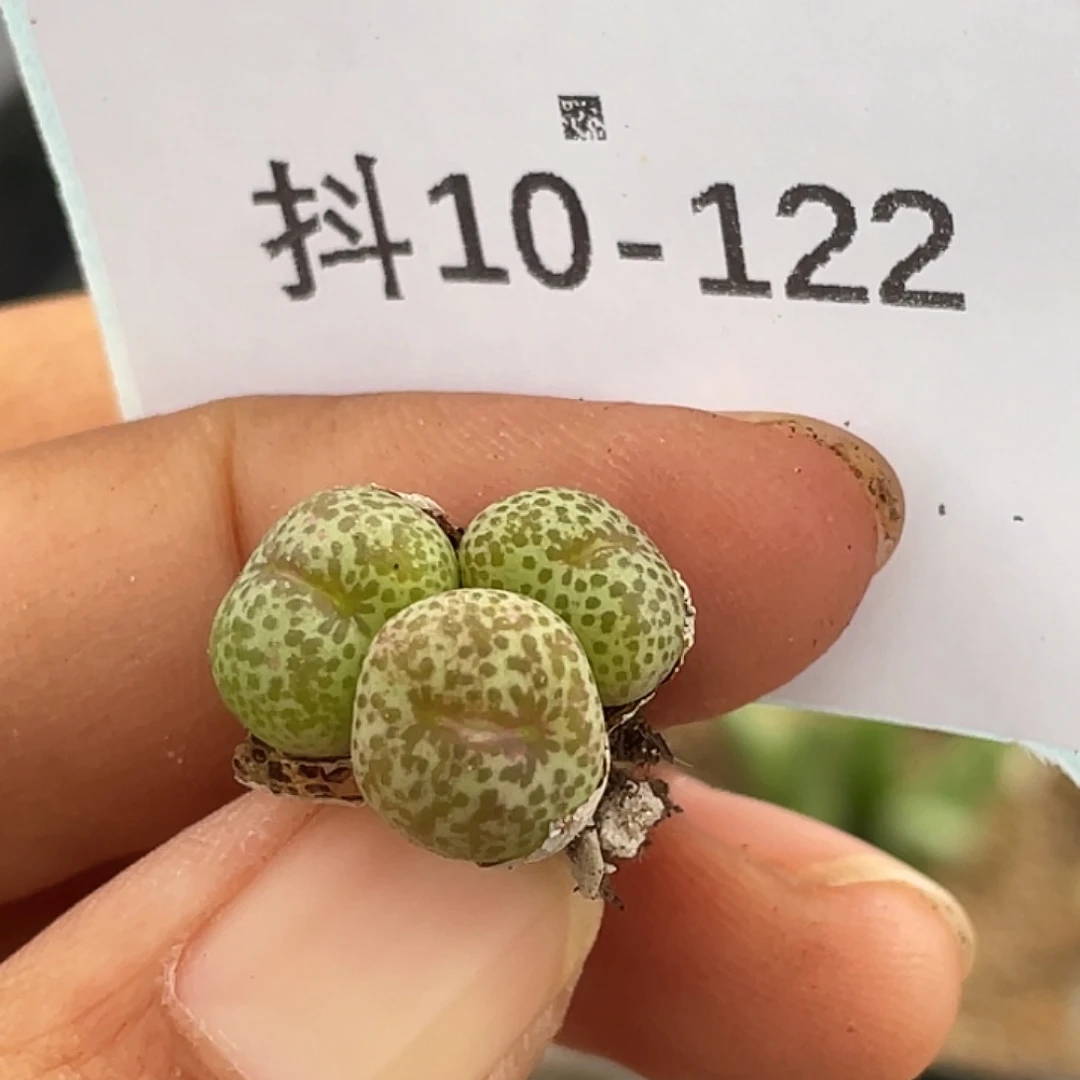 10-122金桔多肉植物