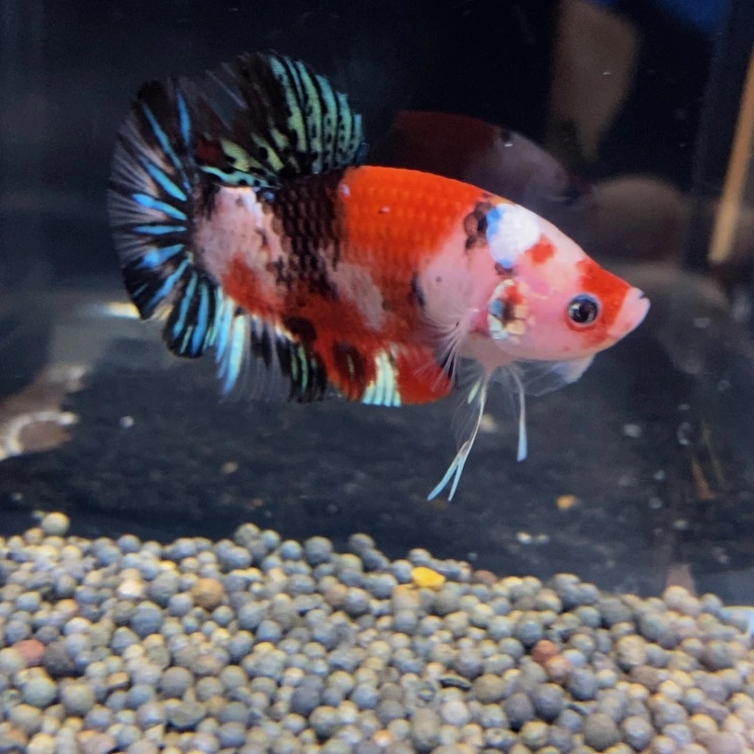 热带鱼公535꧁****