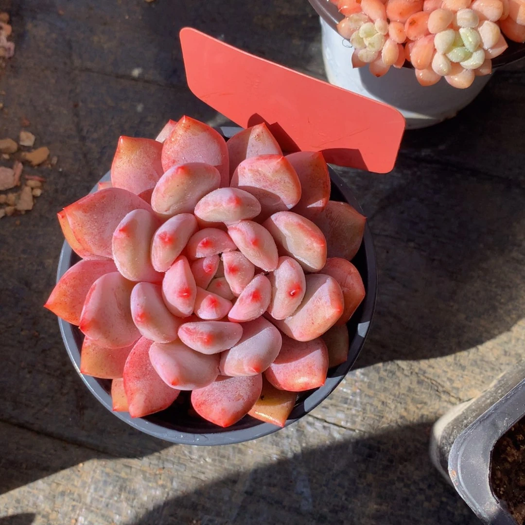 半夏。2727272727272727